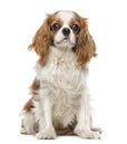 Cavalier King Charles Spaniel sitting, isolated on white Royalty Free Stock Photo