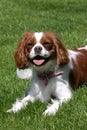 Cavalier King Charles Spaniel Royalty Free Stock Photo