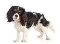 Cavalier king Charles spaniel standing and looking straight ahead Royalty Free Stock Photo