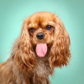 Cavalier King Charles Spaniel stick out tongue