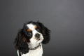 Cavalier King Charles Spaniel Studio Head Shot