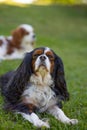 A Cavalier King Charles Spaniel tricolor dog outdoor Royalty Free Stock Photo