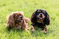 Cavalier King Charles Spaniel two dogs Royalty Free Stock Photo