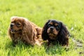 Cavalier King Charles Spaniel two dogs Royalty Free Stock Photo