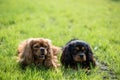 Cavalier King Charles Spaniel two dogs Royalty Free Stock Photo