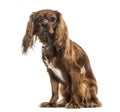 Cavalier King Charles Spaniel , 1 year old Royalty Free Stock Photo