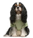 Cavalier King Charles Spaniel, 5 years old Royalty Free Stock Photo