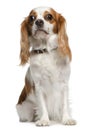 Cavalier king Charles spaniel, 3 years old Royalty Free Stock Photo