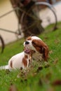 Cavalier King Charles Spaniel young dog is laying on the green grass and chewing wooden stick Royalty Free Stock Photo