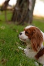 Cavalier King Charles Spaniel young dog is laying on the green grass on the sunny day Royalty Free Stock Photo