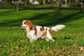 Cavalier King Charles Spaniel young dog posing for the exhibition in the park