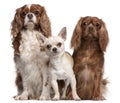 Cavalier King Charles Spaniels and Chihuahua