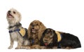 Cavalier King Charles Spaniels and a mixed-breed