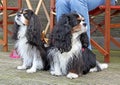 Cavalier king charles spaniels Royalty Free Stock Photo