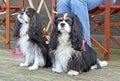 Cavalier king charles spaniels Royalty Free Stock Photo