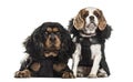 Cavalier King Charles Spaniels , 3 years old and 5 years old Royalty Free Stock Photo