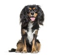 Cavalier King Charles, 1 year old Royalty Free Stock Photo