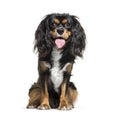 Cavalier King Charles, 1 year old Royalty Free Stock Photo