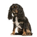 Cavalier King Charles, 1 year old Royalty Free Stock Photo