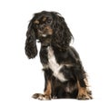 Cavalier King Charles, 1 year old Royalty Free Stock Photo