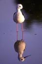 Cavaliere d' Italia Italian Bird