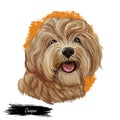 Cavapoo digital art illustration of cute canine animal of beige color. Cavoodle or crossbreed dog, offspring of Poodle and