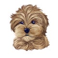 Cavapoo digital art illustration of cute canine animal of beige color. Cavoodle or crossbreed dog, offspring of Poodle