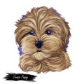 Cavapoo digital art illustration of cute canine animal of beige color. Cavoodle or crossbreed dog, offspring of Poodle