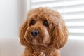 Cavapoo dog, mixed -breed of Cavalier King Charles Spaniel and Poodle.