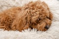 Cavapoo dog in his bed Royalty Free Stock Photo