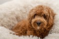 Cavapoo dog in his bed Royalty Free Stock Photo
