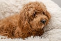 Cavapoo dog in his bed Royalty Free Stock Photo