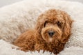 Cavapoo dog in his bed Royalty Free Stock Photo