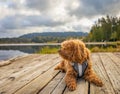 Cavapoo dog in the park, mixed, breed of Cavalier King Charles Spaniel and Poodle Royalty Free Stock Photo