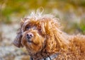 Cavapoo dog in the park, mixed, breed of Cavalier King Charles Spaniel and Poodle Royalty Free Stock Photo