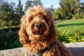 Cavapoo dog at the park, mixed -breed of Cavalier King Charles Spaniel and Poodle. Royalty Free Stock Photo