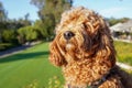 Cavapoo dog at the park, mixed -breed of Cavalier King Charles Spaniel and Poodle. Royalty Free Stock Photo