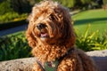 Cavapoo dog at the park, mixed -breed of Cavalier King Charles Spaniel and Poodle. Royalty Free Stock Photo