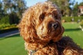 Cavapoo dog at the park, mixed -breed of Cavalier King Charles Spaniel and Poodle. Royalty Free Stock Photo