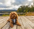 Cavapoo dog in the park, mixed, breed of Cavalier King Charles Spaniel and Poodle Royalty Free Stock Photo