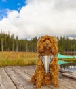 Cavapoo dog in the park, mixed, breed of Cavalier King Charles Spaniel and Poodle Royalty Free Stock Photo