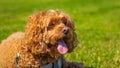 Cavapoo dog in the park on a summer sunny day, mixed, breed of Cavalier King Charles Spaniel and Poodle Royalty Free Stock Photo