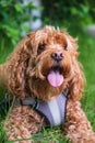 Cavapoo dog in the park on a summer sunny day, mixed, breed of Cavalier King Charles Spaniel and Poodle Royalty Free Stock Photo