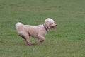 Cavapoo dog running Royalty Free Stock Photo