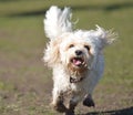 Cavapoo Dog Running to Camera Royalty Free Stock Photo