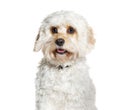 Cavapoo is a mix cavalier King Charles Spaniel with Poodle, wearing a collar, isolated on white