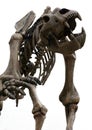 Cave bear prehistoric Royalty Free Stock Photo