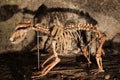 Cave Bear Skeleton Royalty Free Stock Photo