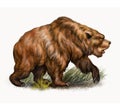 The cave bear (Ursus spelaeus