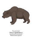 The cave bear Ursus Spelaeus